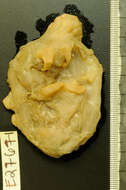 Image of Sea Pigs