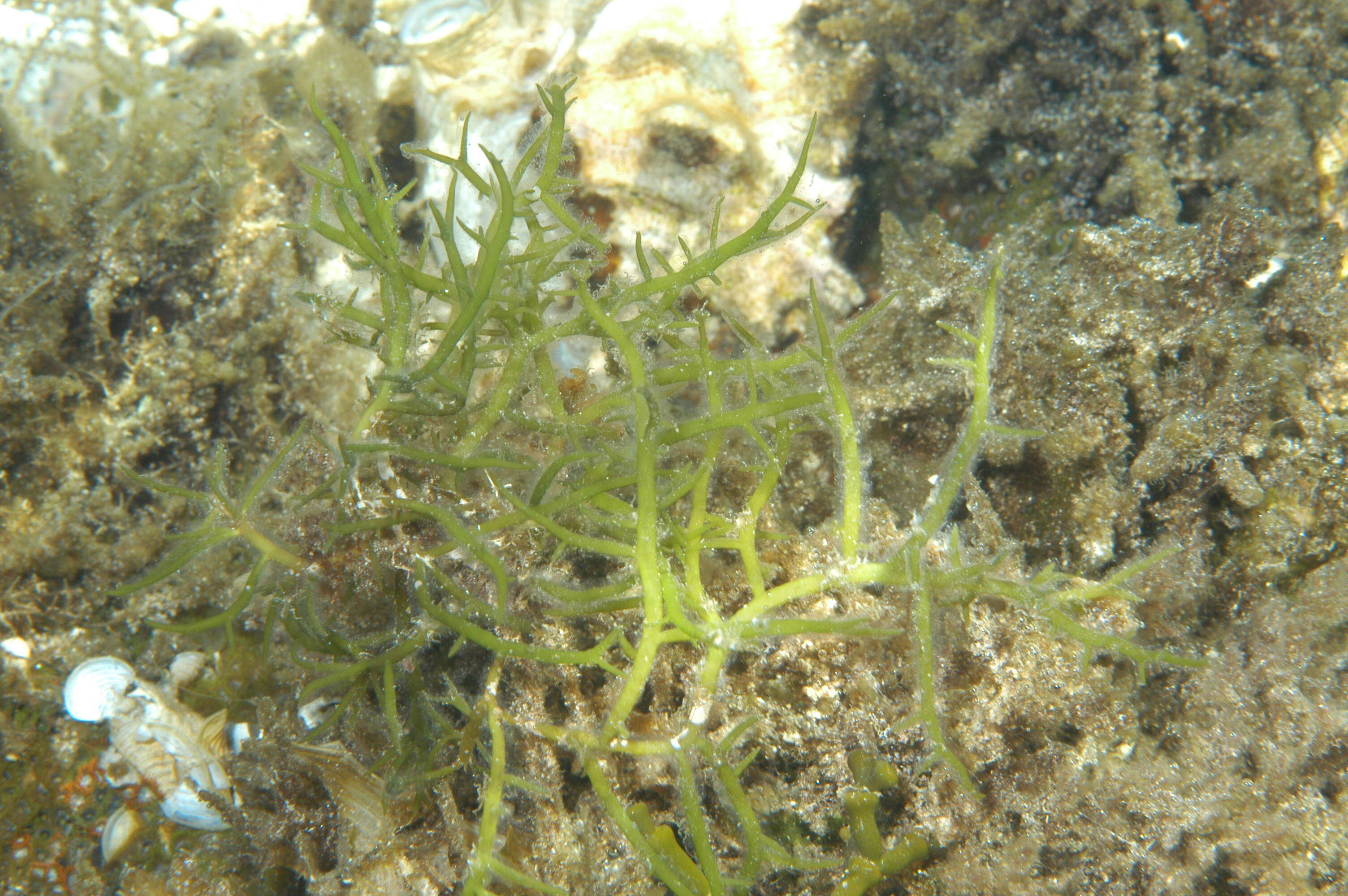 Image of Hydropuntia edulis