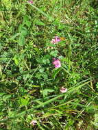 Image of pink fuzzybean