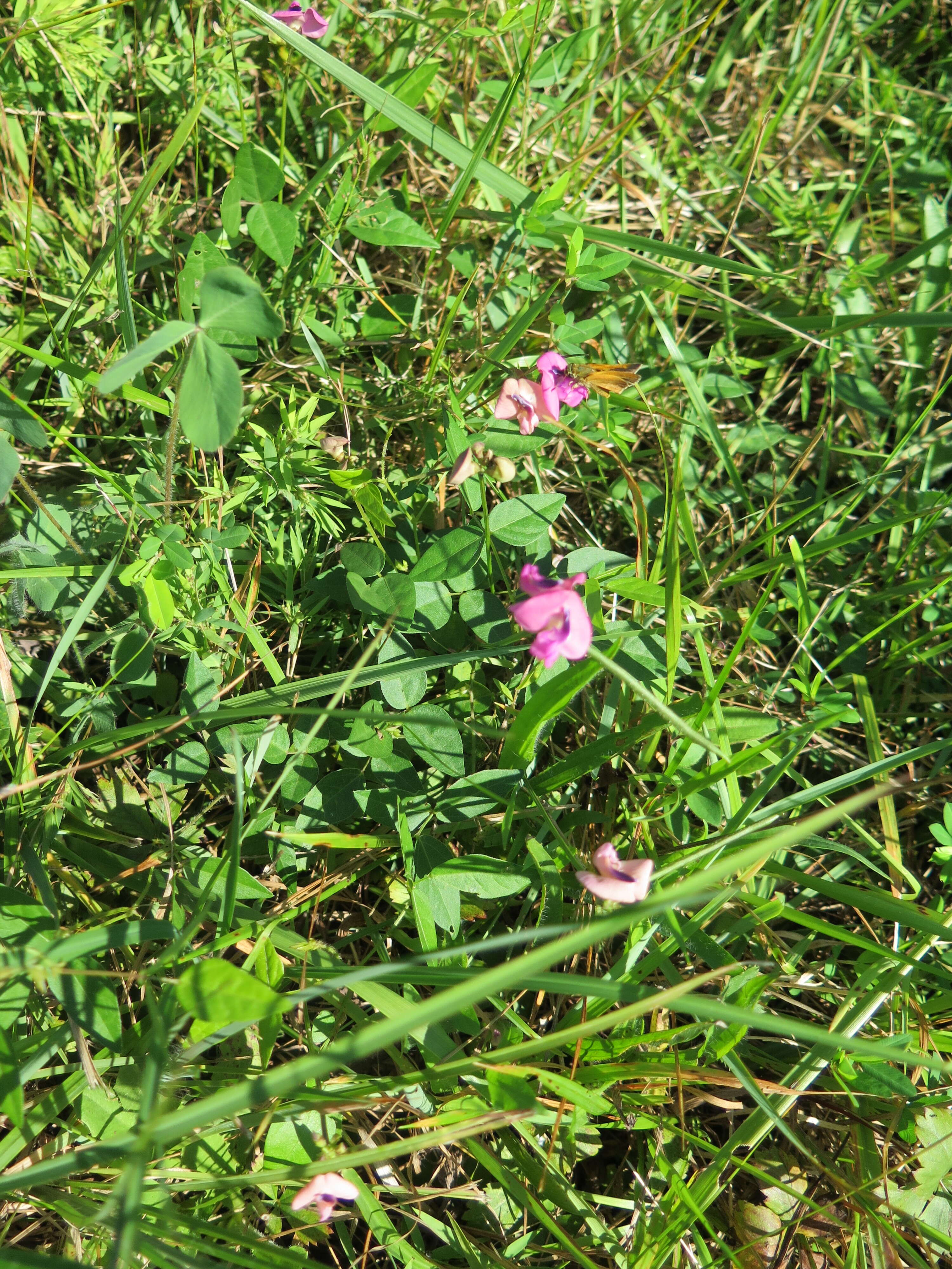 Слика од Strophostyles umbellata (Willd.) Britton