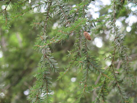 Image of eastern hemlock