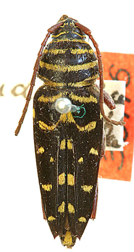 Image of Megacyllene andesiana (Casey 1912)