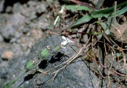 Image of common catchfly