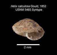 Image of <i>Kaliella calculosa</i> (Gould 1852)