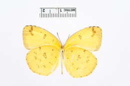 Слика од Eurema hecabe (Linnaeus 1758)