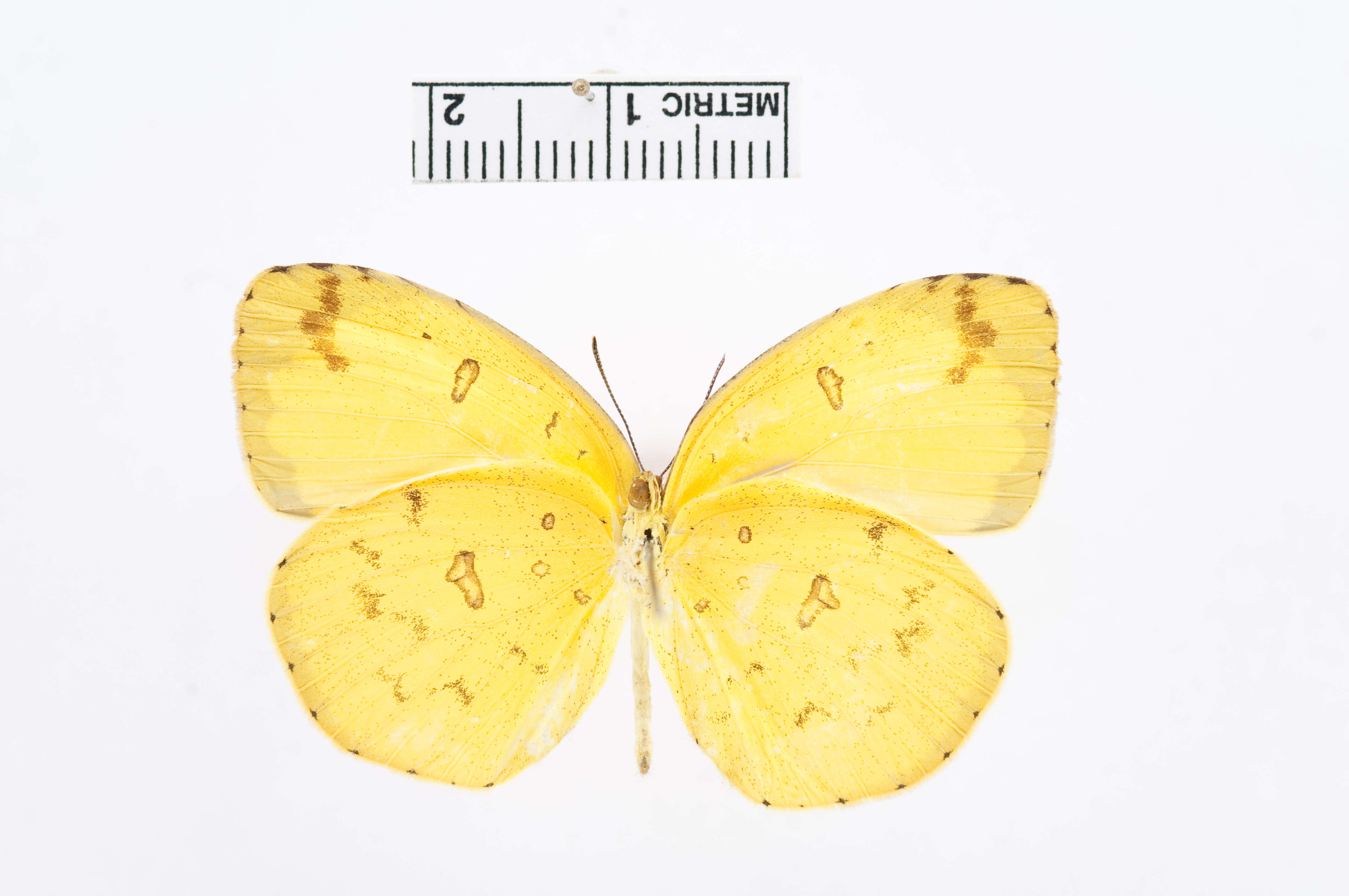 Слика од Eurema hecabe (Linnaeus 1758)