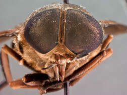 صورة Tabanus punctipleura Hine 1920