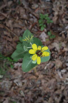 Plancia ëd Berlandiera pumila (Michx.) Nutt.