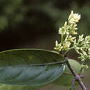 Forsteronia laurifolia (Benth.) A. DC.的圖片