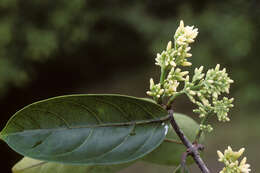 Image of Forsteronia laurifolia (Benth.) A. DC.