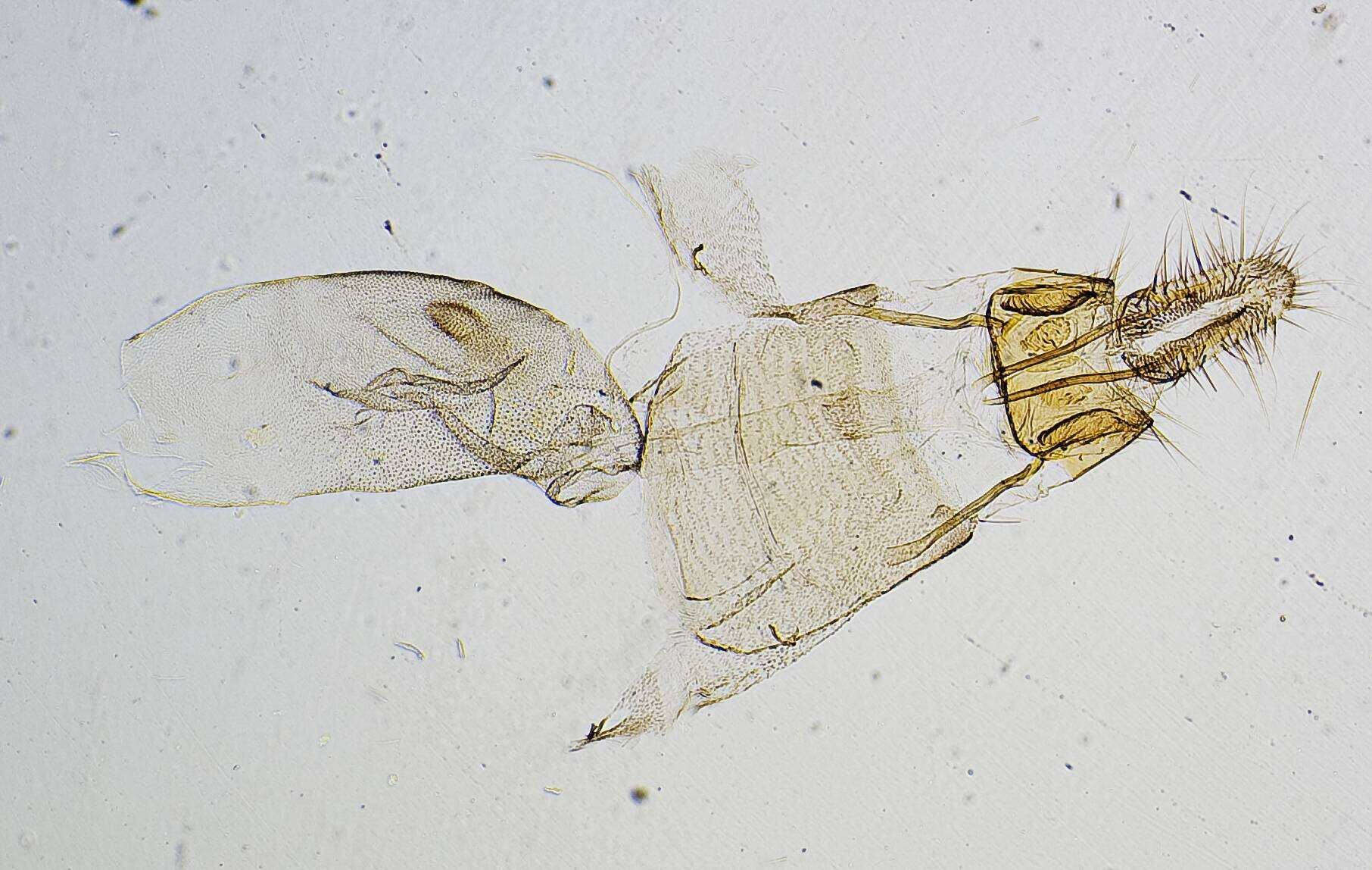 Image of Piesmopoda xanthomera Dyar 1914