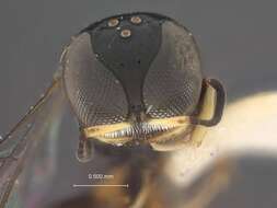 Imagem de Crossocerus nitidicorpus weddagalae Leclercq 1986