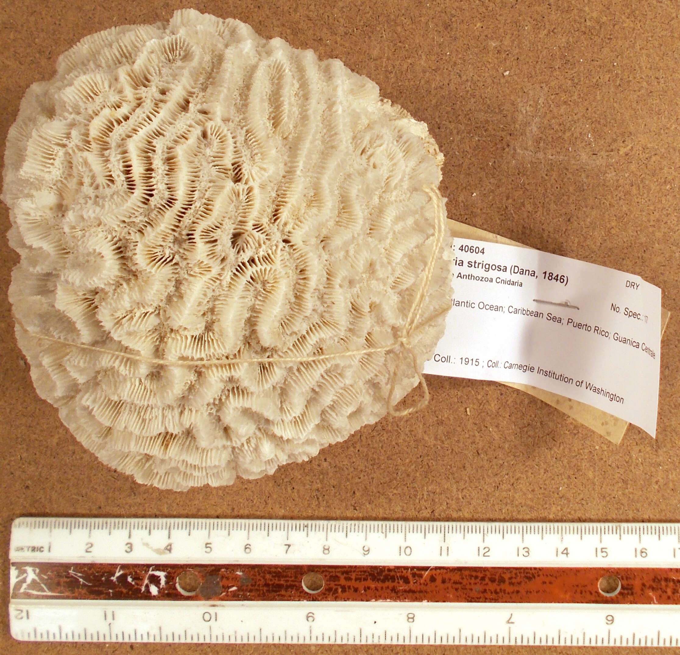 Image of Thin finger coral