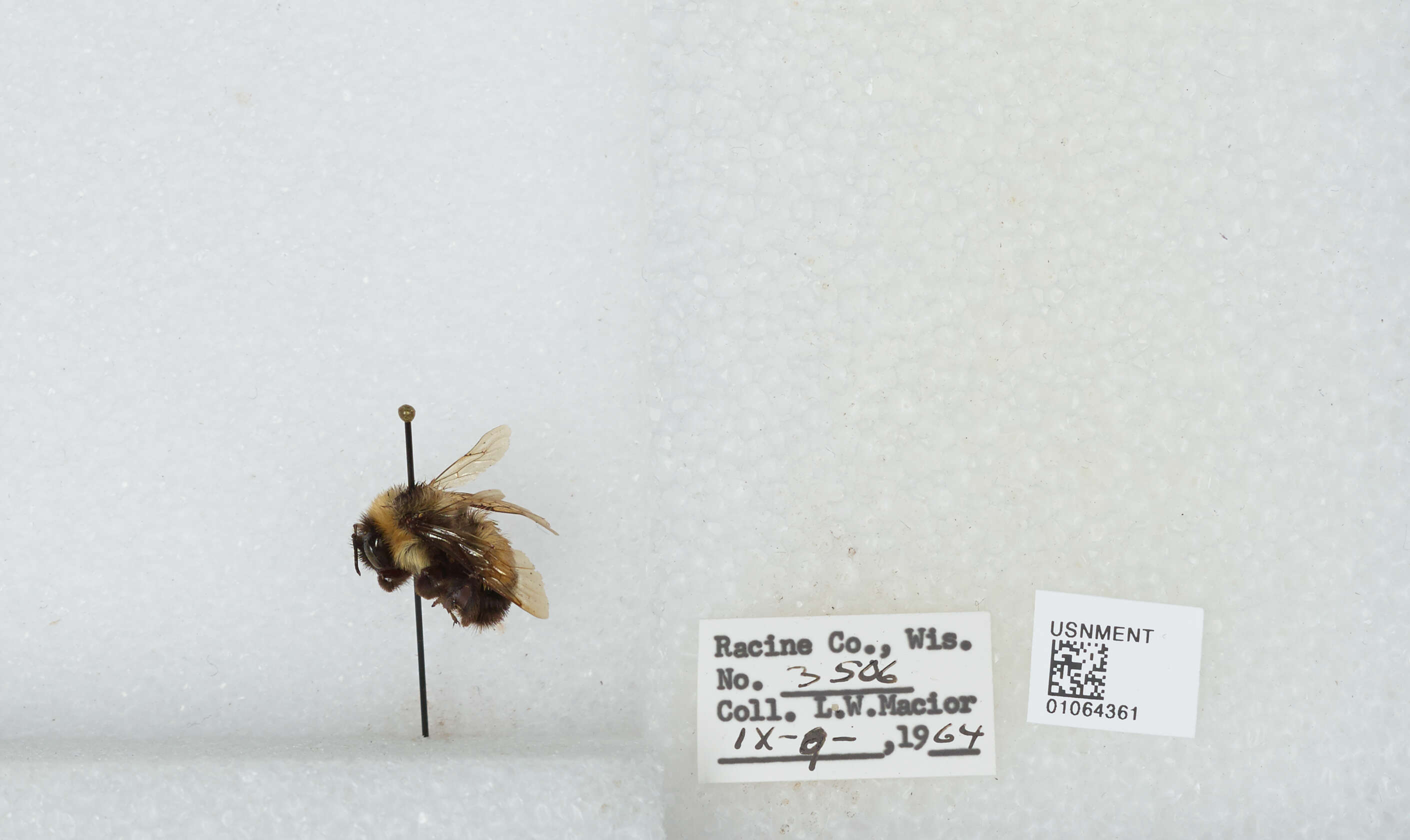 Слика од Bombus affinis Cresson 1864