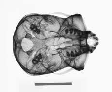 Hylobates lar entelloides I. Geoffroy Saint-Hilaire 1842 resmi