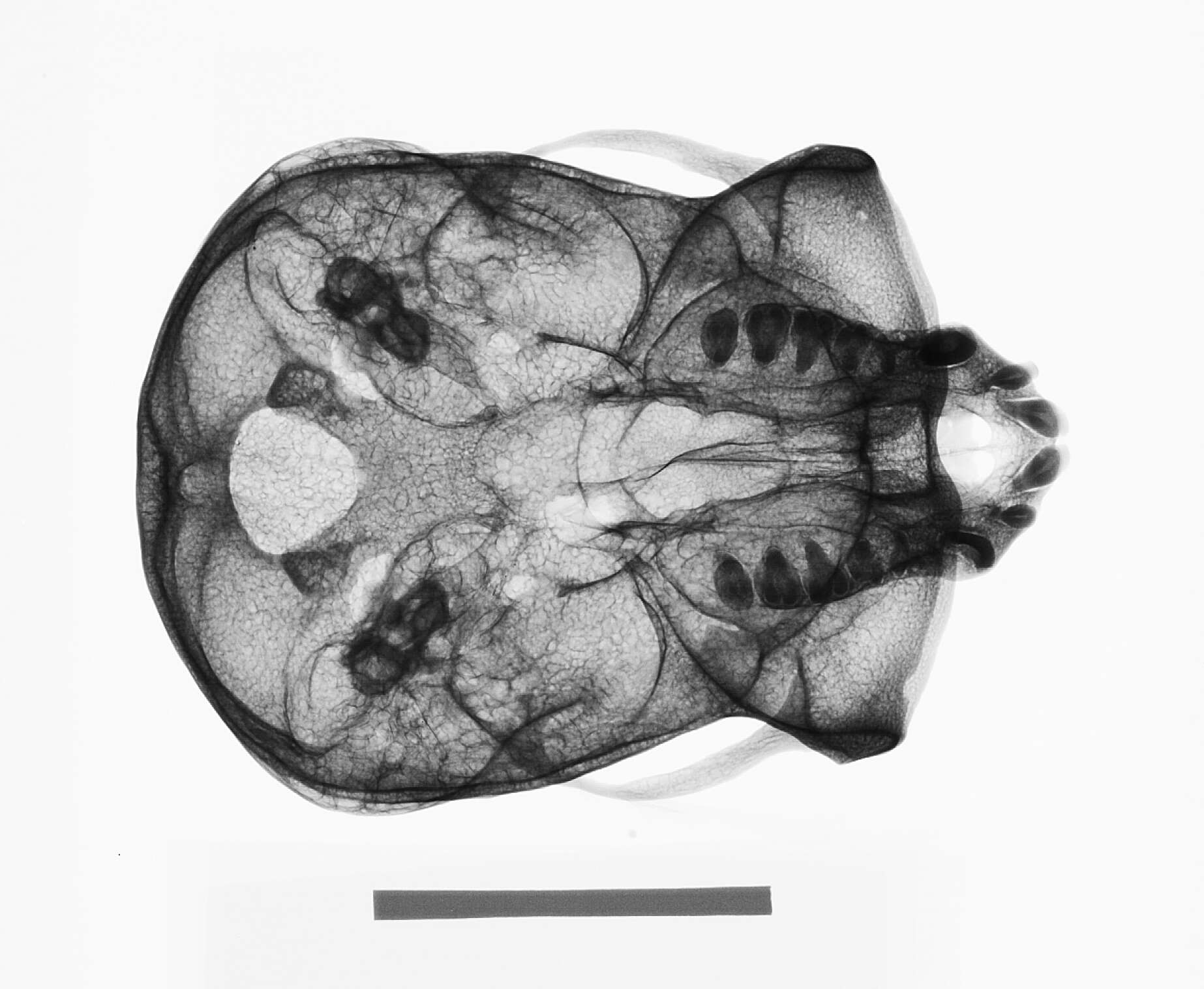 Hylobates lar entelloides I. Geoffroy Saint-Hilaire 1842 resmi