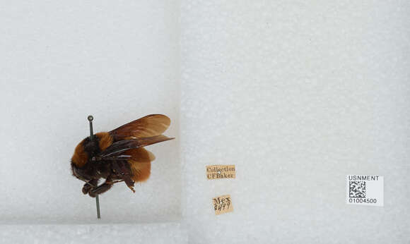 Image of Bombus haueri Handlirsch 1888