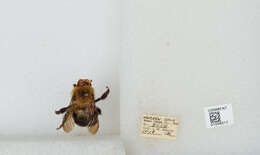 Image of Two-spotted Bumblebee