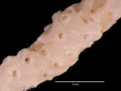 Image of Smittina excertiaviculata Rogick 1956