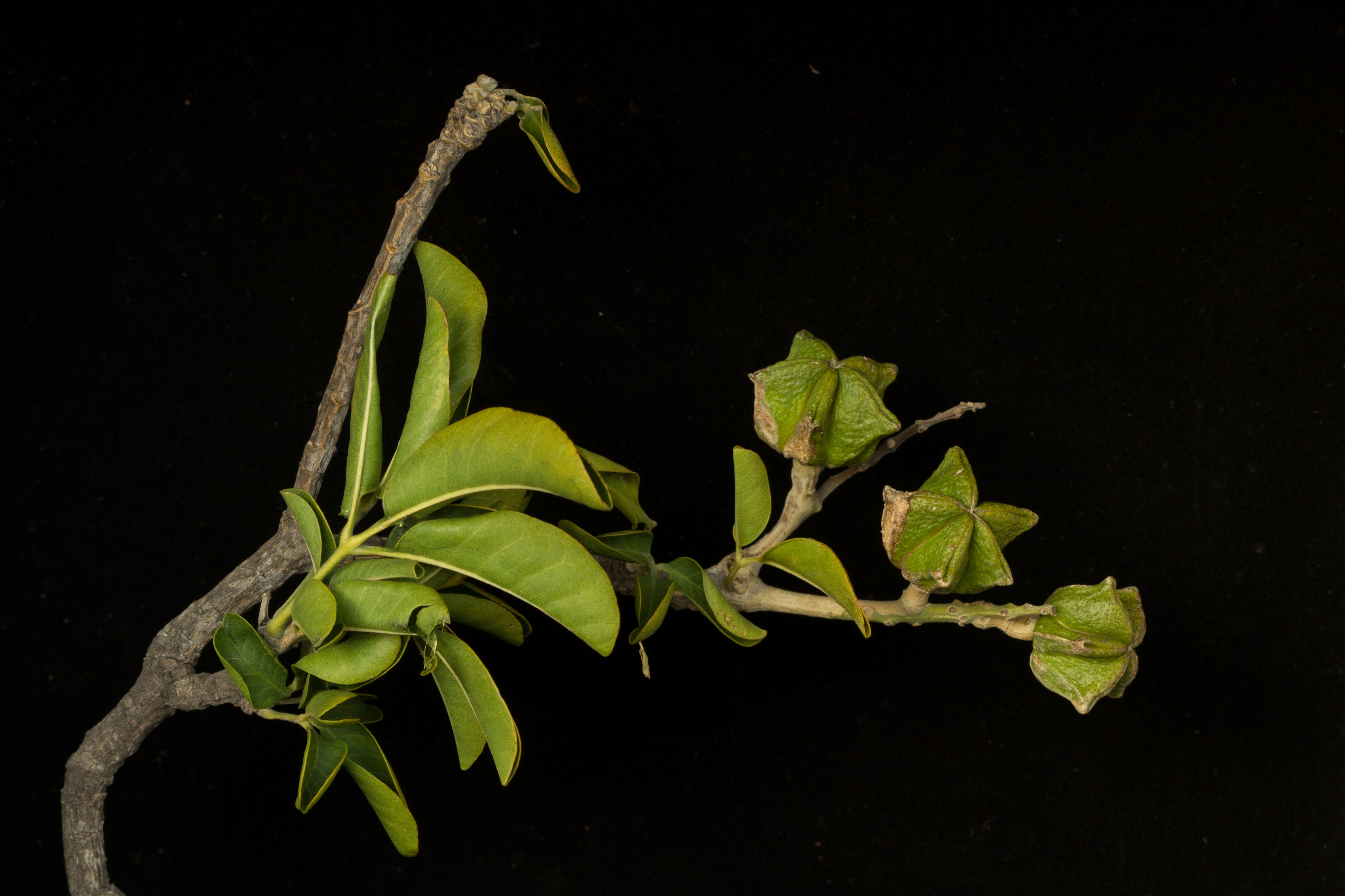 Image of Esenbeckia berlandieri subsp. litoralis (Donnell-Smith) Kaastra