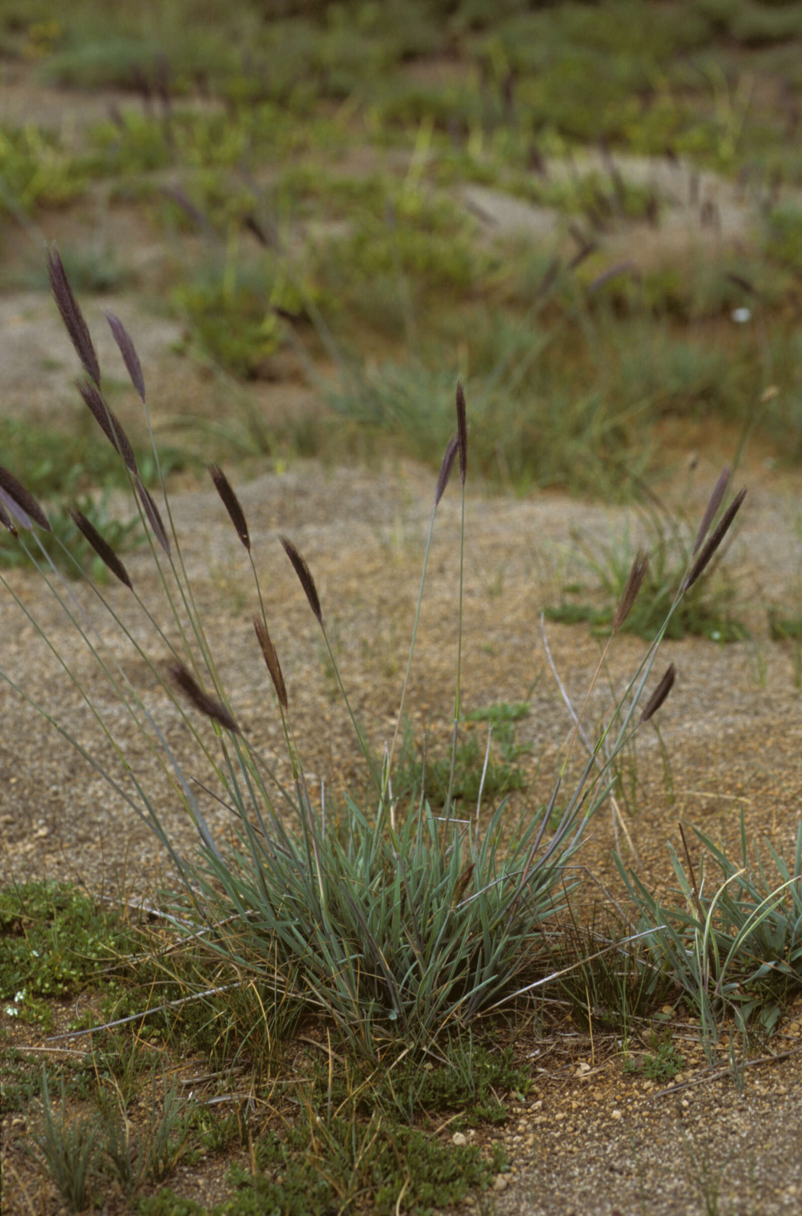 Image of Hordeum L.