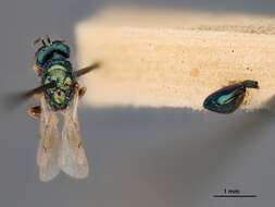 Image of Chrysolampus sisymbrii (Ashmead 1896)