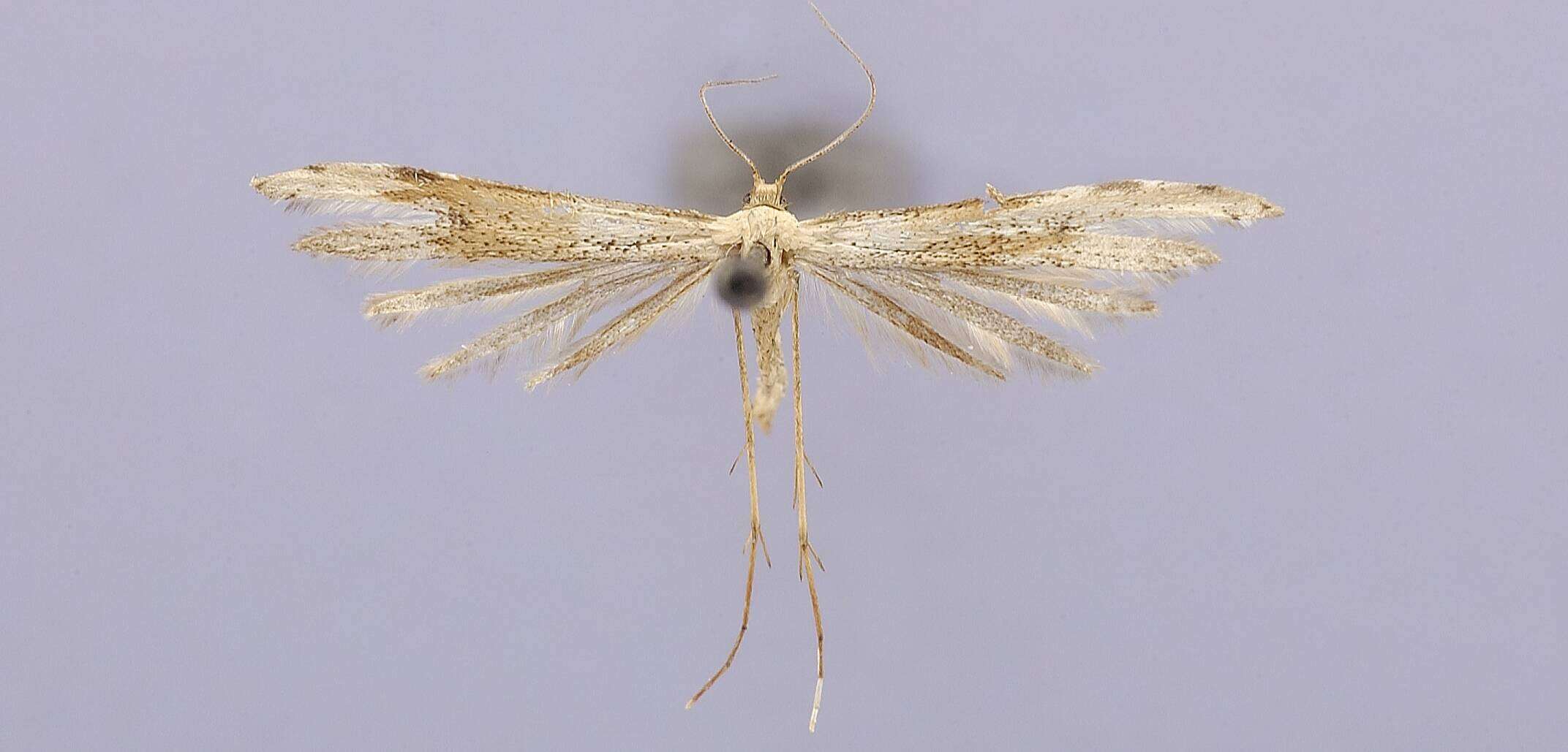 Image of Oidaematophorus iobates Barnes & Lindsey 1921