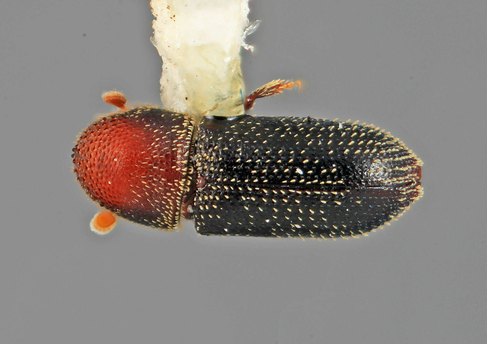 Image of Micracisella divaricata Wood 1969