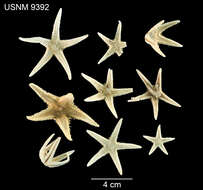 Image of Astropecten americanus (Verrill 1880)