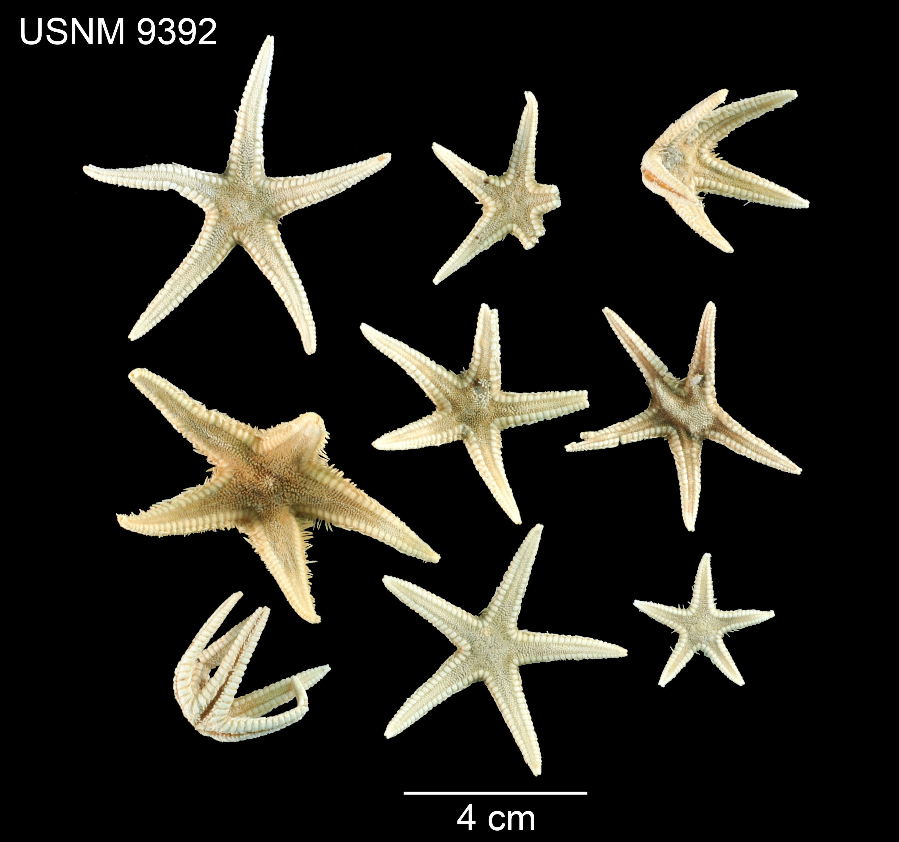 Astropecten americanus (Verrill 1880)的圖片