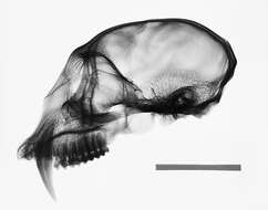 Слика од Cercopithecus mitis stuhlmanni Matschie 1893