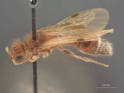 Image of Odontophotopsis melicausa (Blake 1871)