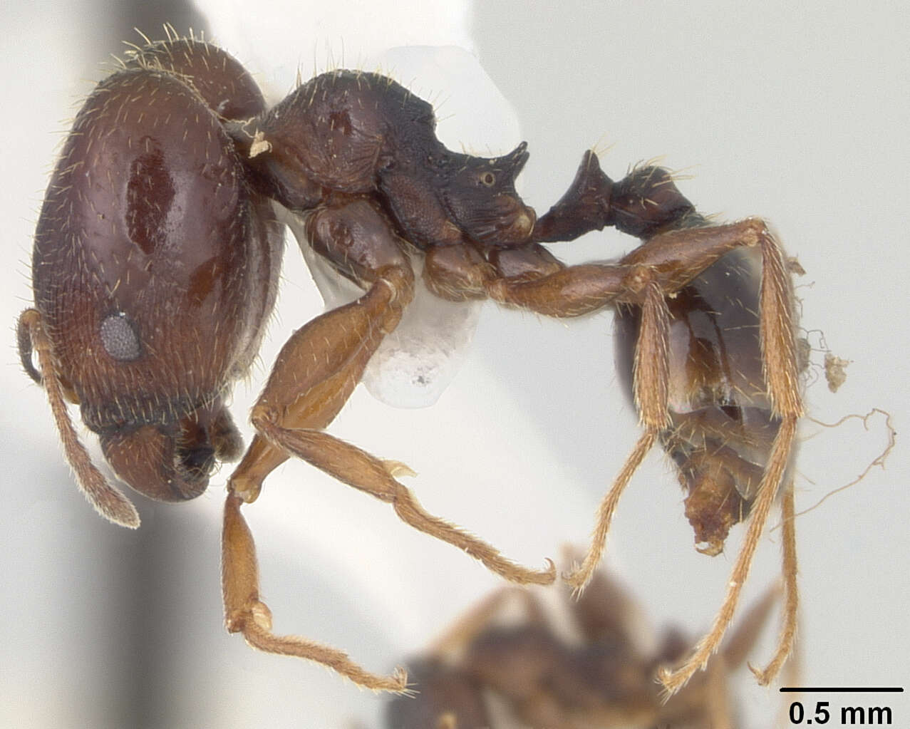 Image of Pheidole wheelerorum MacKay 1988