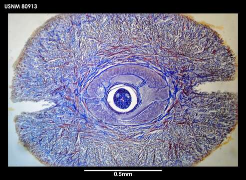 Image of Dokonemertes magellanensis Gibson 1985