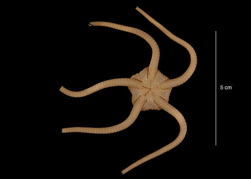 Ophiuroglypha carinifera (Koehler 1901) resmi