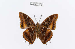 Image of Charaxes eudoxus Drury 1782