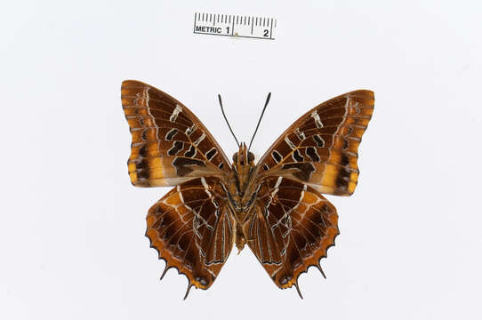 Charaxes eudoxus Drury 1782的圖片