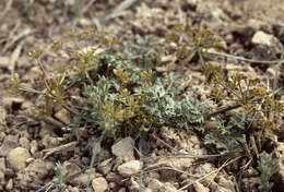 Image of purple springparsley