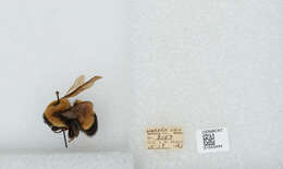 Слика од Bombus affinis Cresson 1864