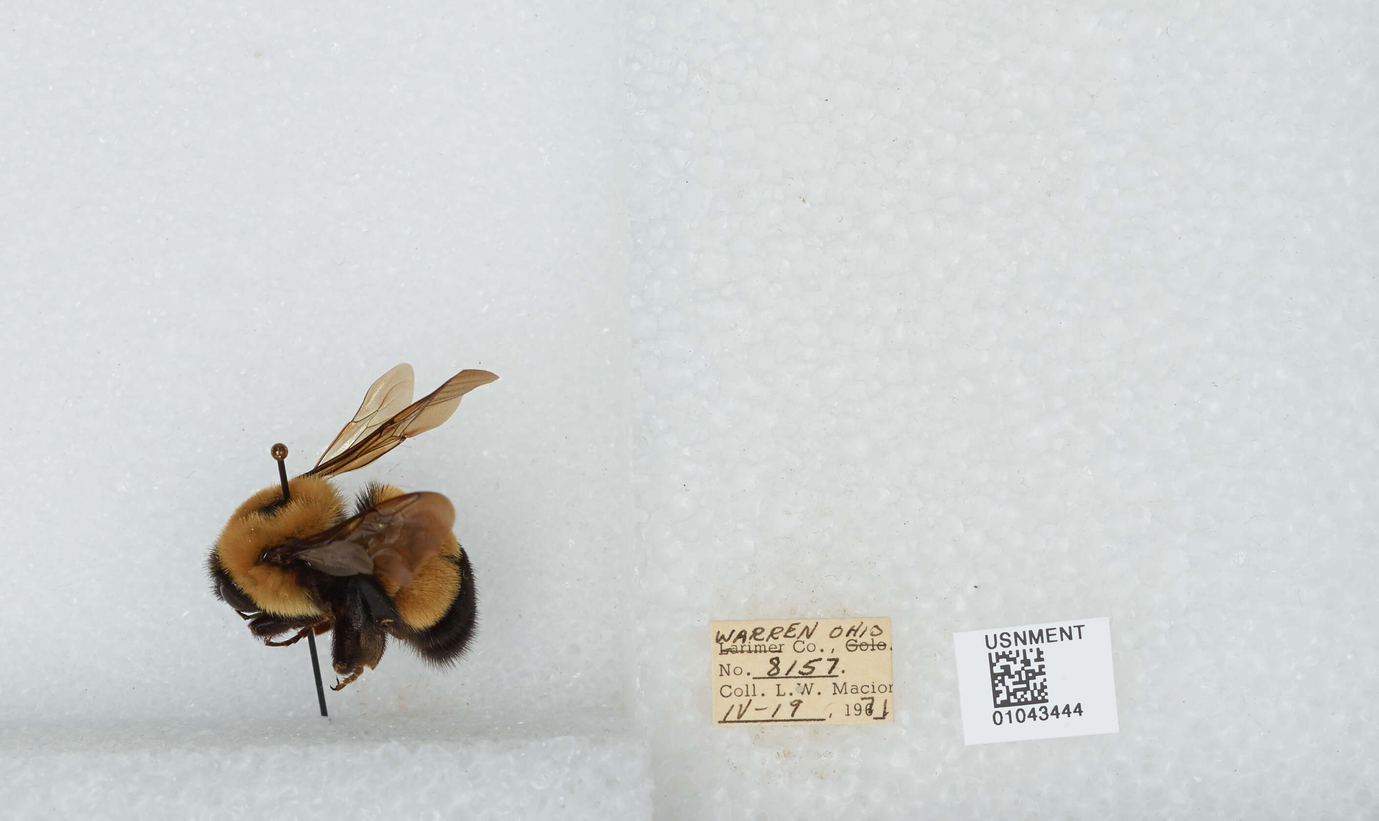 Слика од Bombus affinis Cresson 1864