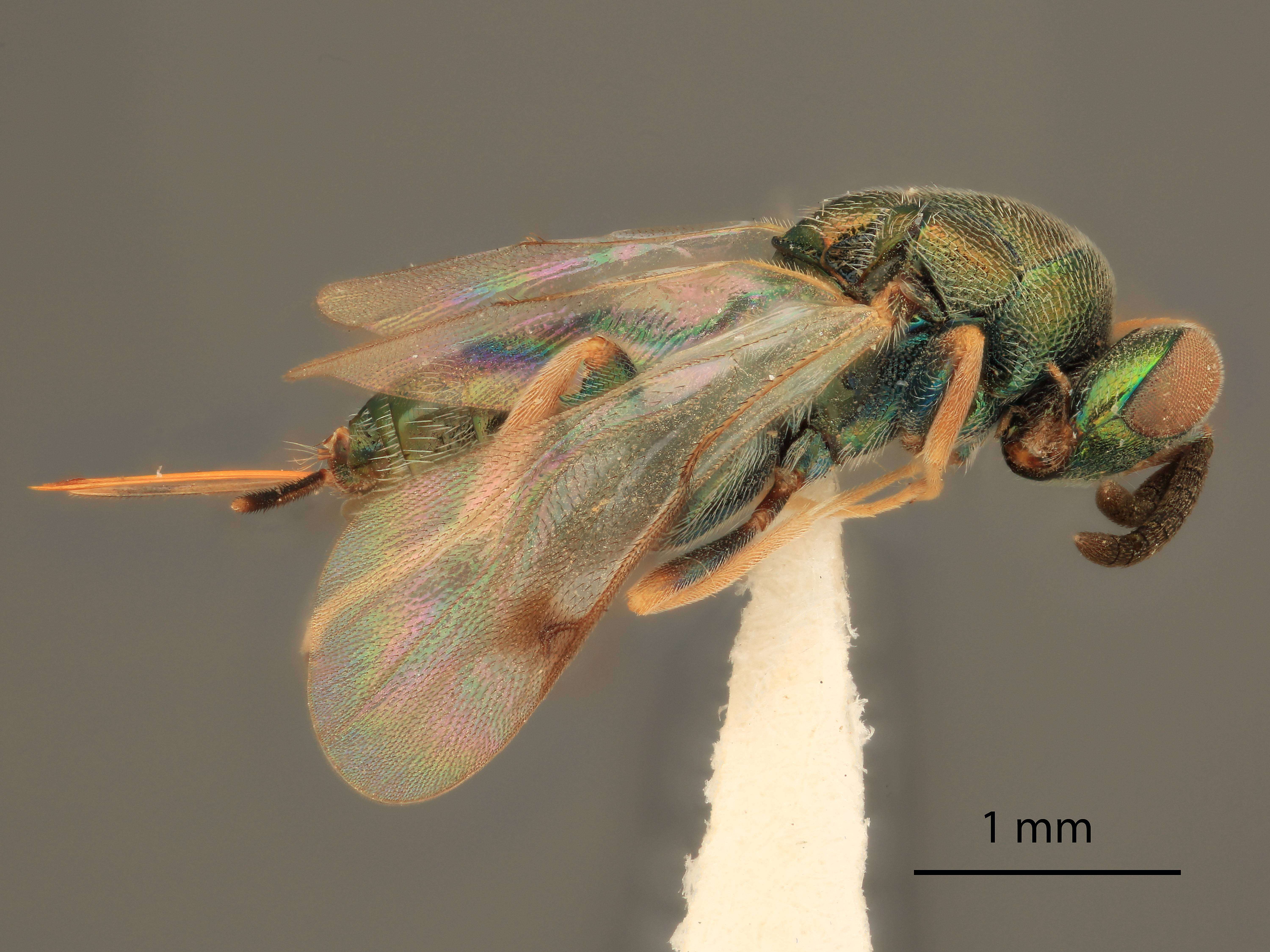 Image of Monodontomerus mexicanus Gahan 1941