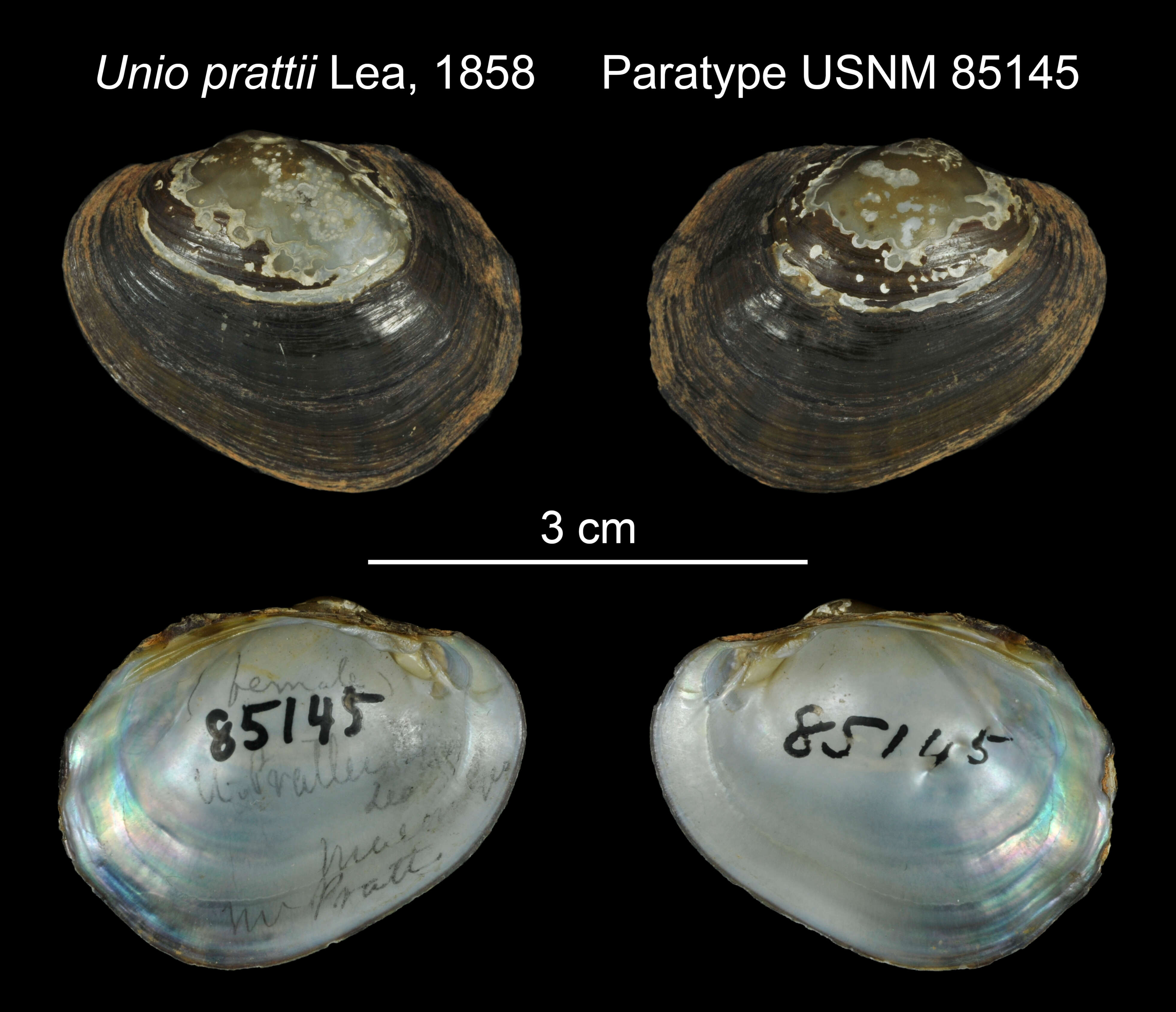 Image of Unio prattii Lea