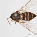 Image of Betasyrphus fletcheri Ghorpade 1994