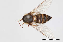 Image of Betasyrphus fletcheri Ghorpade 1994