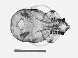 Image of White-faced Saki