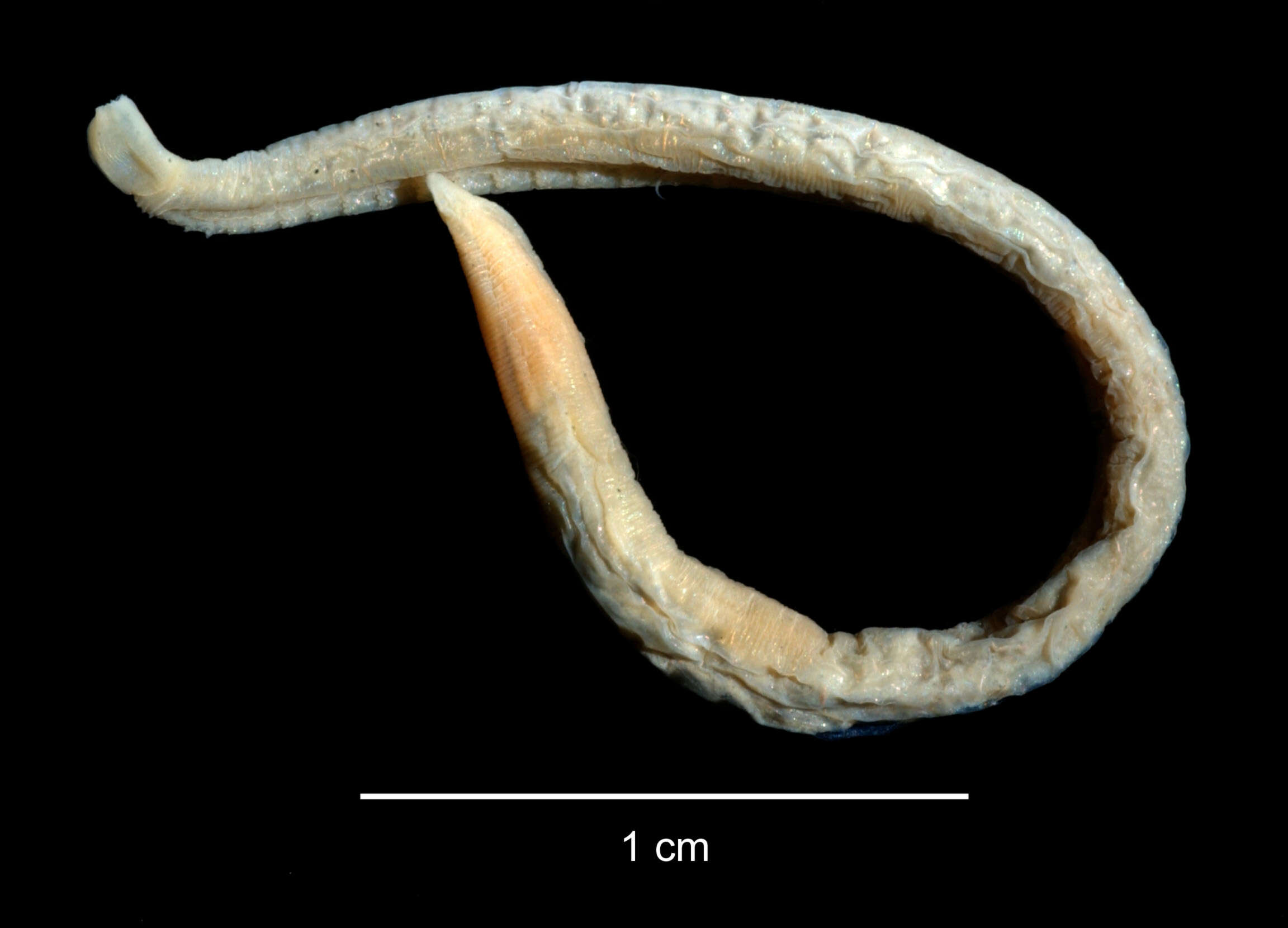 Sivun Ophelina setigera (Hartman 1978) kuva