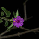 Image of Mirabilis suffruticosa (Standl.) Standl.