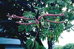 Image of octopus tree