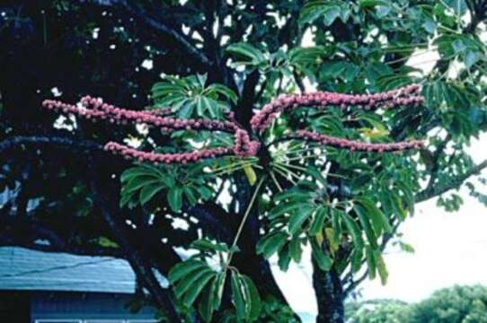 Image of octopus tree