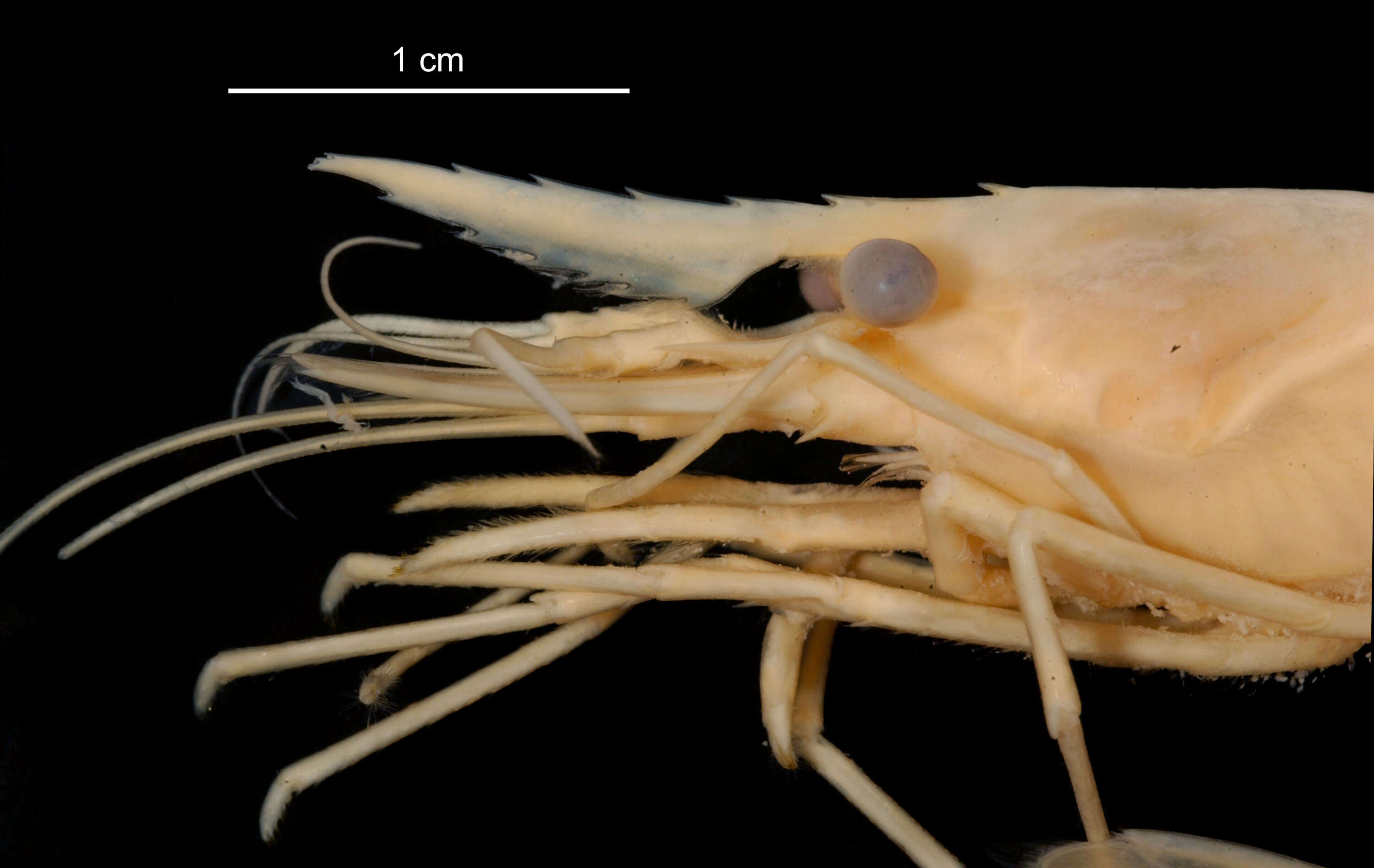 Image de Chorismus antarcticus (Pfeffer 1887)